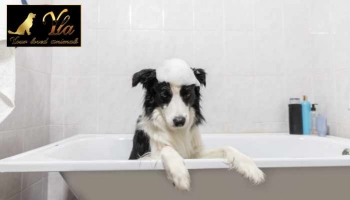 Peut-on utiliser du shampooing pour humain sur les chiens ? 