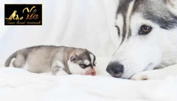 Avoir une portée de chiots - La gestation de la chienne