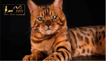 La nourriture sans céréales est-elle meilleure pour les chats ?