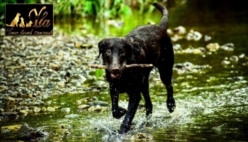 L'hépatozoonose canine, une maladie transmise par les tiques