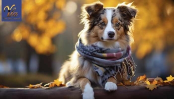 L'Ehrlichiose Canine : Une Maladie Transmise par les Tiques