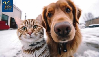 Sécurité Animale : Les Risques de l'Antigel pour Chiens et Chats