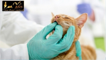 Problèmes dentaires chez les chats