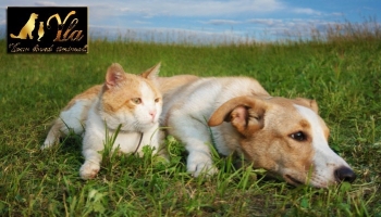 Protéger ses animaux de compagnie du soleil