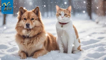 Le Sel de Déneigement : Dangers pour Chiens et Chats