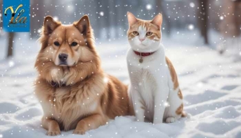 Le sel de déneigement : produit toxique pour les chiens et les chats