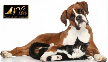 Les maladies du foie chez le chien et le chat