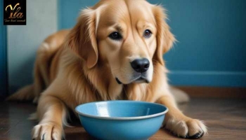 Symptômes et causes de déshydratation chez le chien 