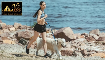 Exercices avec son chien en été