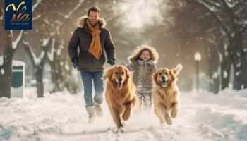 Protéger et renforcer les coussinets de votre chien en hiver.