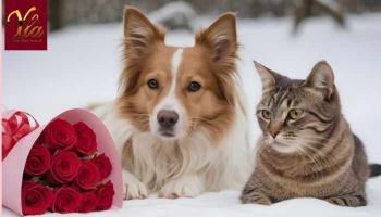 Protégez votre animal le jour de la Saint-Valentin
