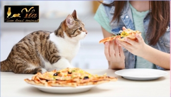Aliments interdits que votre chat ne devrait pas manger