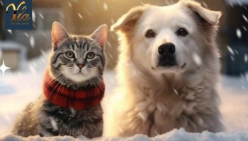 Cinq conseils pour prévenir la prise de poids en hiver chez les chiens et chats