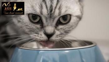 Comment servir le repas de votre chat?