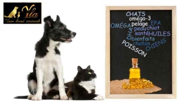 OMÉGA 3 - Huile de poisson pour chiens et chats