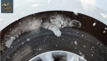 Chats et voitures par temps froid