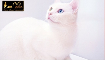 Les huiles essentielles et les chats