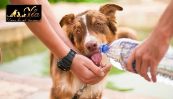 La gamelle d'eau, c'est la vie pour votre chien !