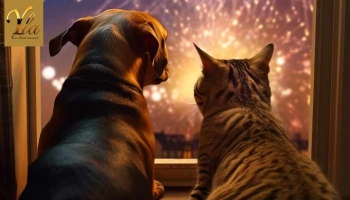Sécurité des animaux de compagnie autour des feux d'artifice du nouvel an