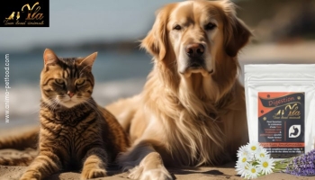 Digestion : friandises fonctionnelles pour chien et chat