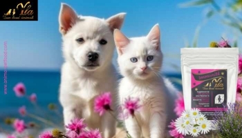 Immunité : Friandises fonctionnelles pour chien et chat