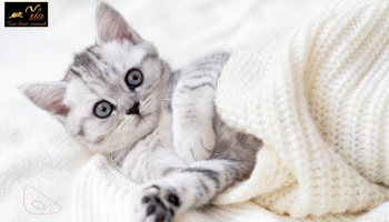 Alimentation: comment bien nourrir son chaton ?