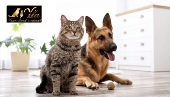 Avantages de la vitamine E pour les chiens et les chats