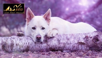 Les glucides, une source d'énergie dans les aliments pour chien.