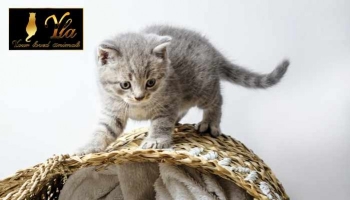 D'où vient l'énergie de votre chat ?