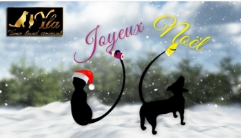 Animo PetFood vous souhaite un Joyeux Noël !