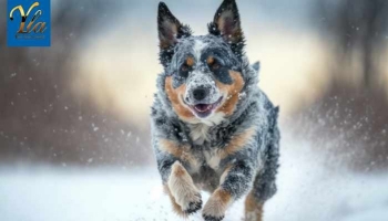 5 façons de garder votre chien actif cet hiver