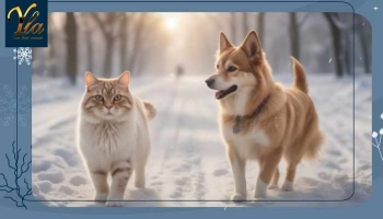 Dangers des promenades d'hiver pour les chats et les chiens
