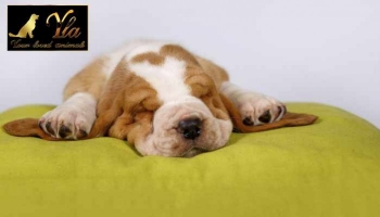 Positions de sommeil chez le chien et leur signification 