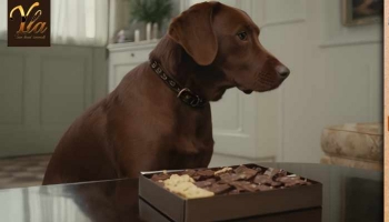 Intoxication au chocolat chez le chien: signes et symptômes