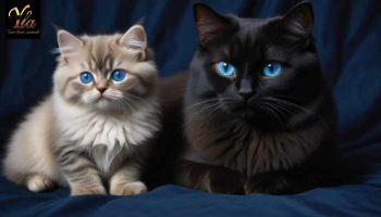Les Meilleures Friandises pour Chats : Santé, Bien-être et Plaisir