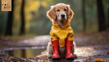 Dangers des jours de pluie pour les chiens