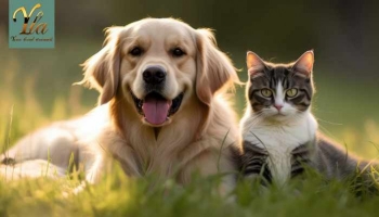 Comprendre la santé de la peau des chats et des chiens