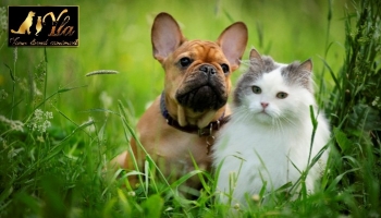 Allergie ou intolérance chez le chien et le chat