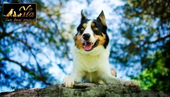 Comment améliorer la santé intestinale de votre chien ?