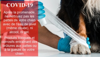 COVID-19 - DANGER de l'eau de javel sur votre CHIEN