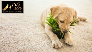 Fleurs et plantes sans danger pour les chiens
