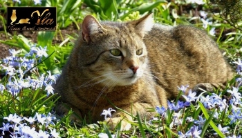 Quelles fleurs et plantes sont sans danger pour les chats?