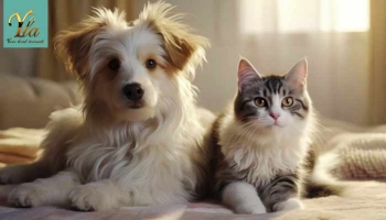  Les Puces chez les Chiens et les Chats : Cycle de Vie, Risques et Prévention