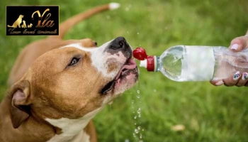 Quels sont les besoins en eau de votre chien ?