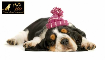 4 Troubles du sommeil chez les chiens