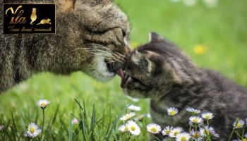 Alimentation du chaton et du chat