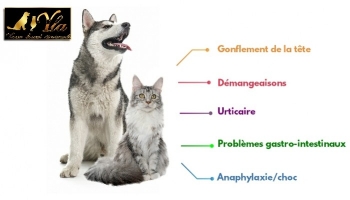 5 signes d'une réaction allergique chez votre animal