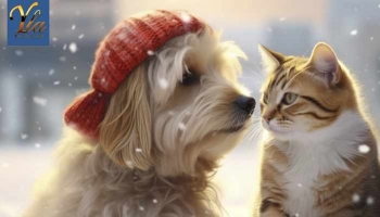 Protégez vos Animaux en Hiver : 5 Dangers à Éviter Absolument !