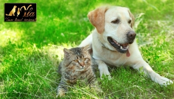 Déclencheurs des allergies de votre animal de compagnie