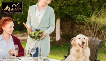 Les chiens peuvent-ils manger de la laitue?